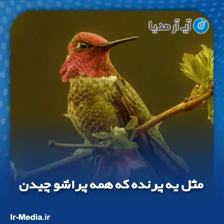 دانلود آهنگ مثل یه پرنده که همه پراشو چیدن پسر بچه نابینا