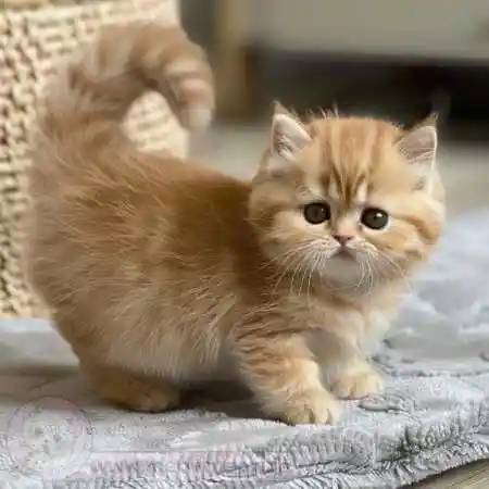 دانلود آهنگ با صدای گربه عه عو عه عو عو عی عا