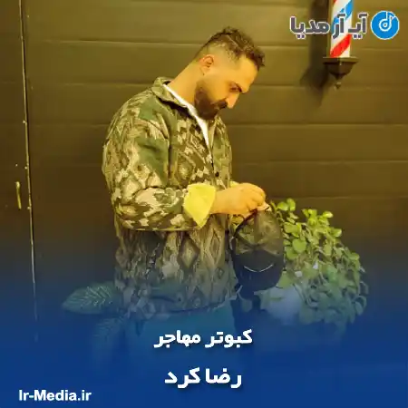 دانلود آهنگ رضا کرد کبوتر مهاجر