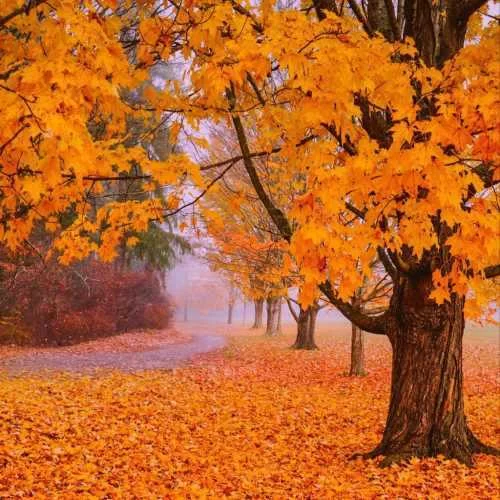 دانلود آهنگ پیش ما سوختگان مسجد و میخانه یکیست گلپا