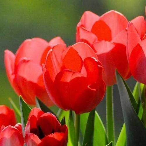 دانلود مداحی خدانگهدار سید علی ابوذر روحی