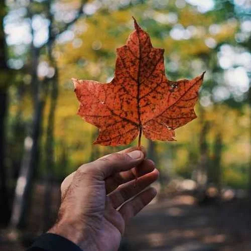 دانلود آهنگ اصلا نیاری تو و ریت خطی نوفته ری اوریت احسان مرادیان